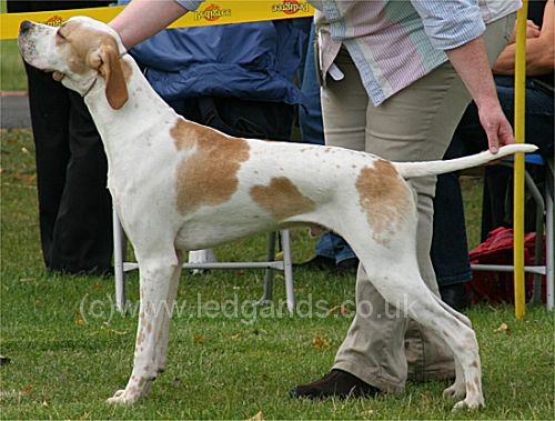Best Puppy In Show: Hawkfield Sunkissed Sea